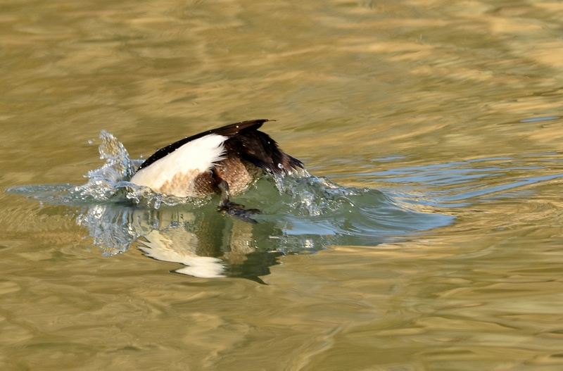 un tuffo